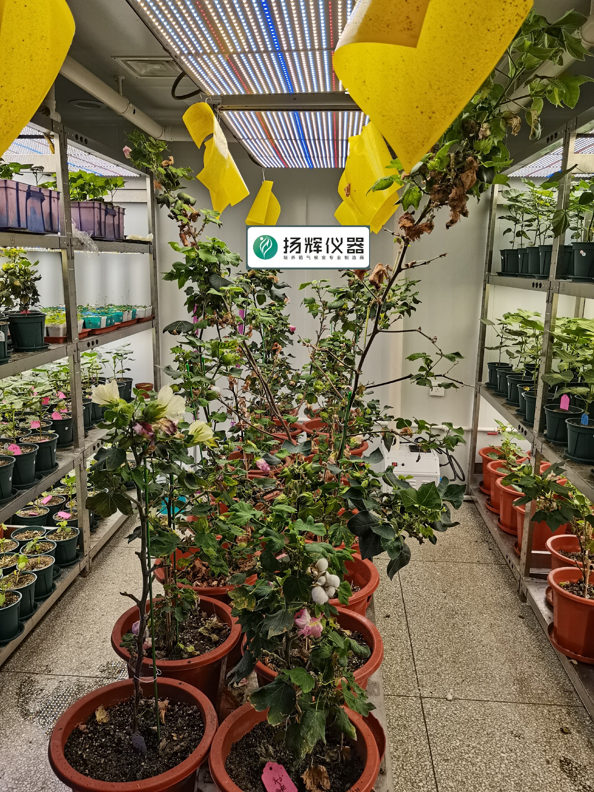 1668848061201862.jpg 棉花3.jpg